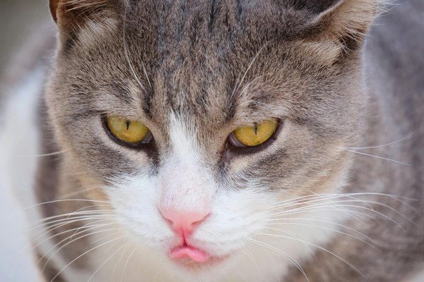 Descubre las Estrategias de Neuromarketing que Transforman las Decisiones de Compra del Consumidor